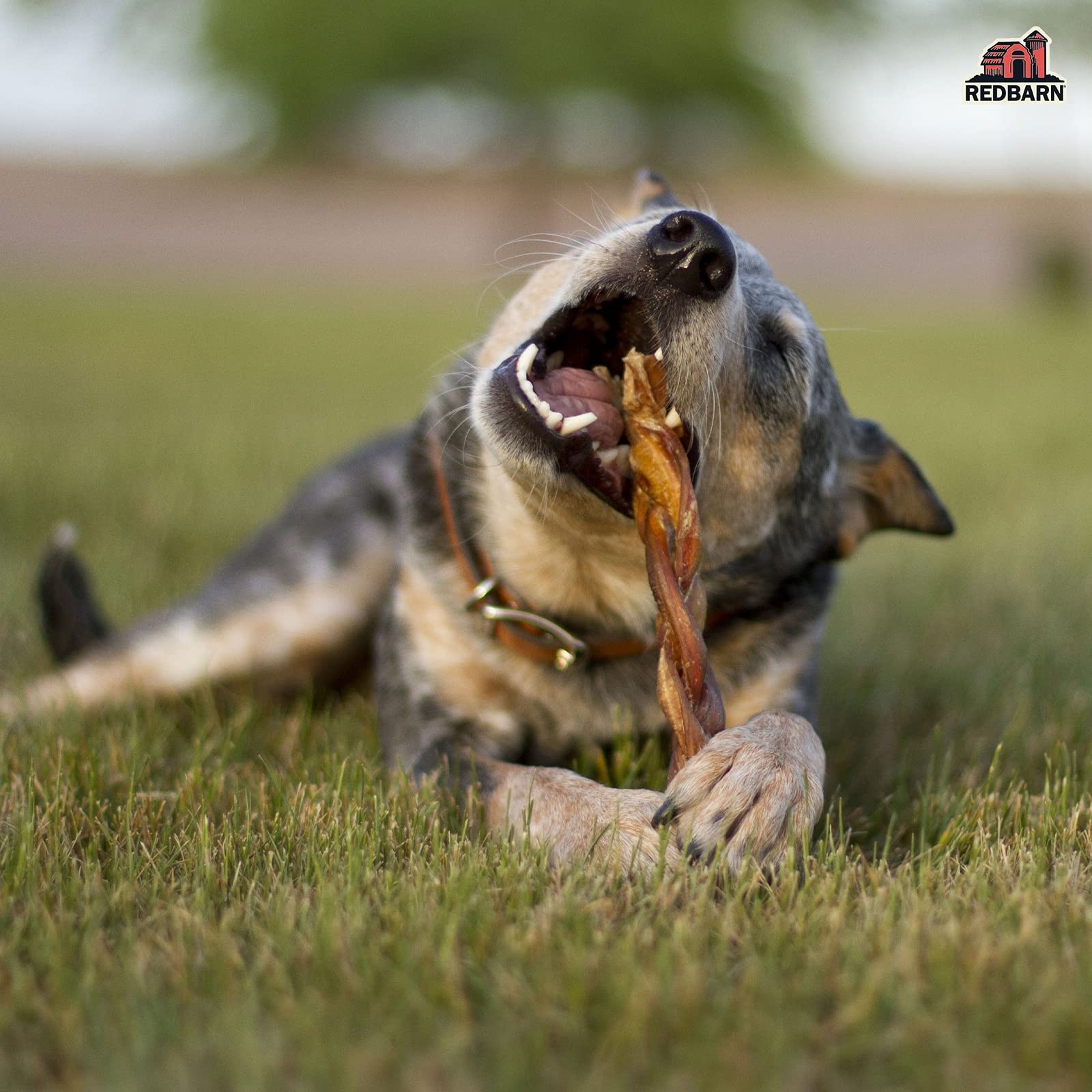 Redbarn Odor Free 7″ Braided Bully Sticks for Dogs 1-Count 1 Count (Pack of 1)
