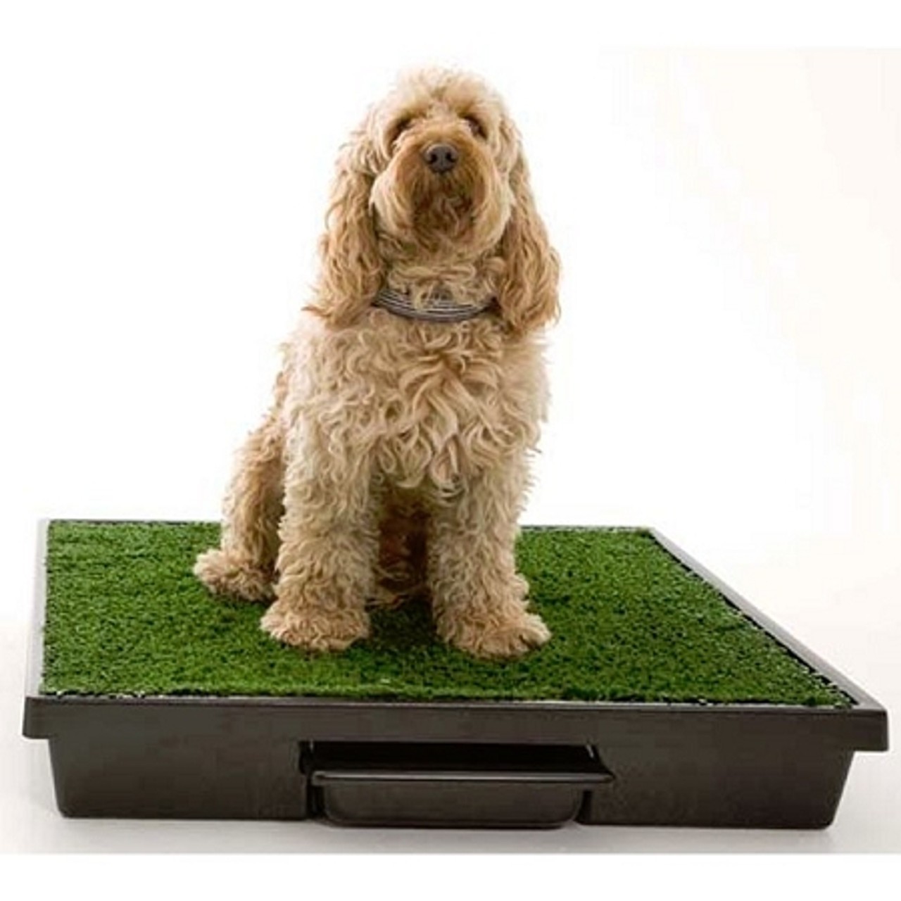 PetSafe Pet Loo Potty Training System Dog Indoor Toilet Medium PWM00-14498