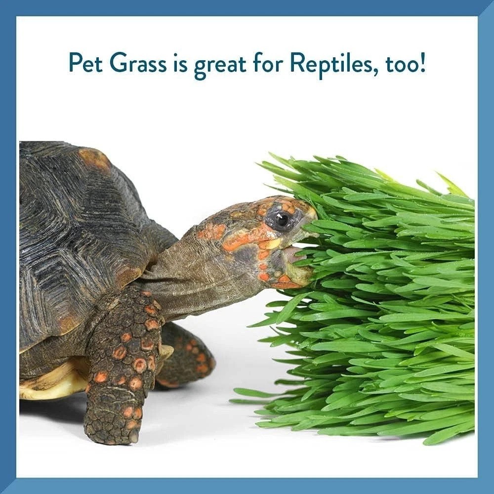 Pet Grass Kit with 100% Organic Wheatgrass – Grows in 5-7 Days for Healthy Pets
