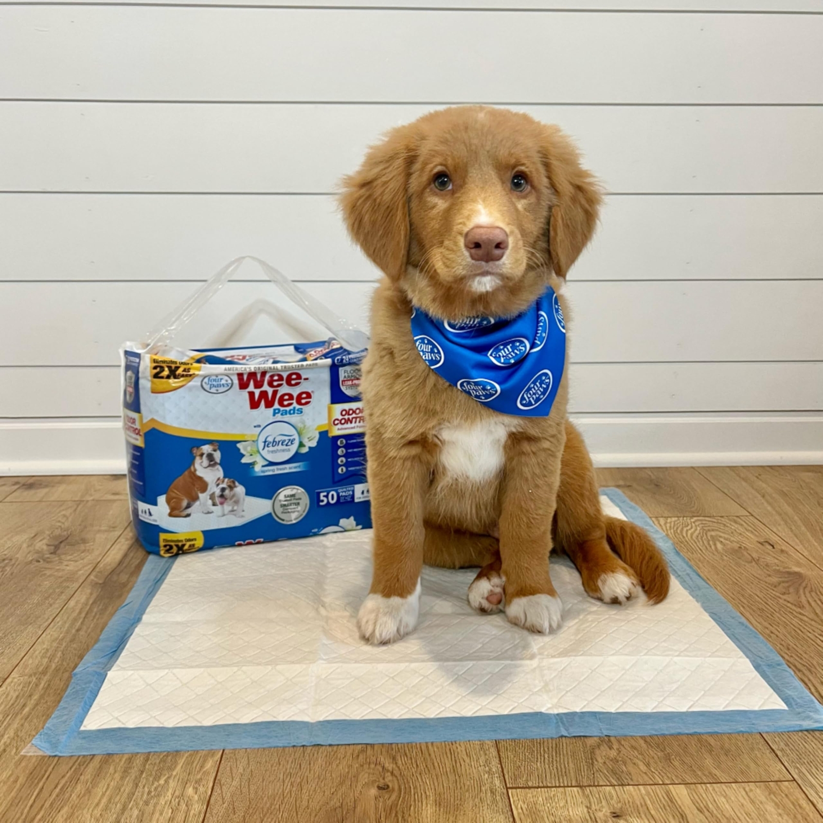 150 Count Febreze Freshness Disposable Dog Training Pads 22 x 23 Inch