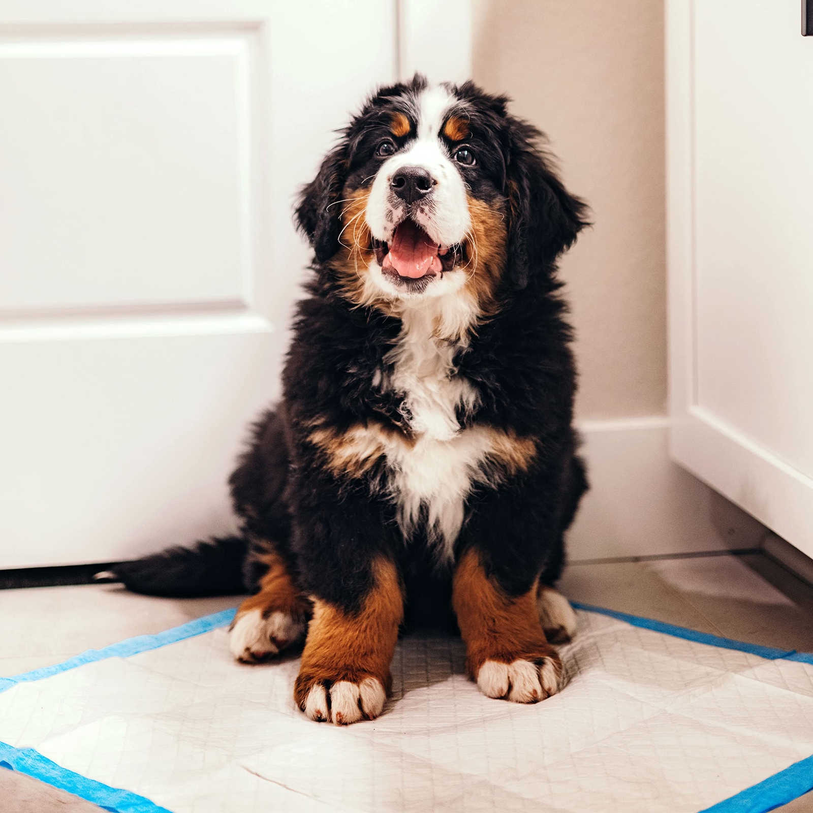 Wee Wee Disposable Dog Training Pads 22X23 30 Count 6 Layer Leak Proof