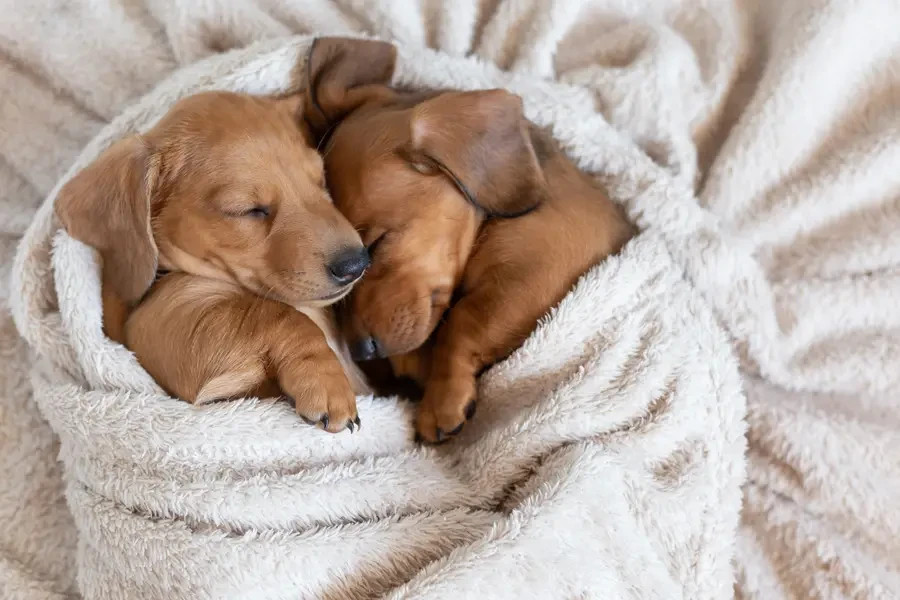 23×24″ 600ct Dog Pee Pads 23×24 • Economical • 3-Layer Puppy Pads • Bulk Prices