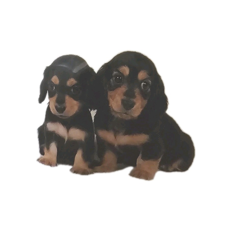 XL 20 ct Puppy Training Pads Wee Wee Underpads Floor Protection Litter Pan Liner