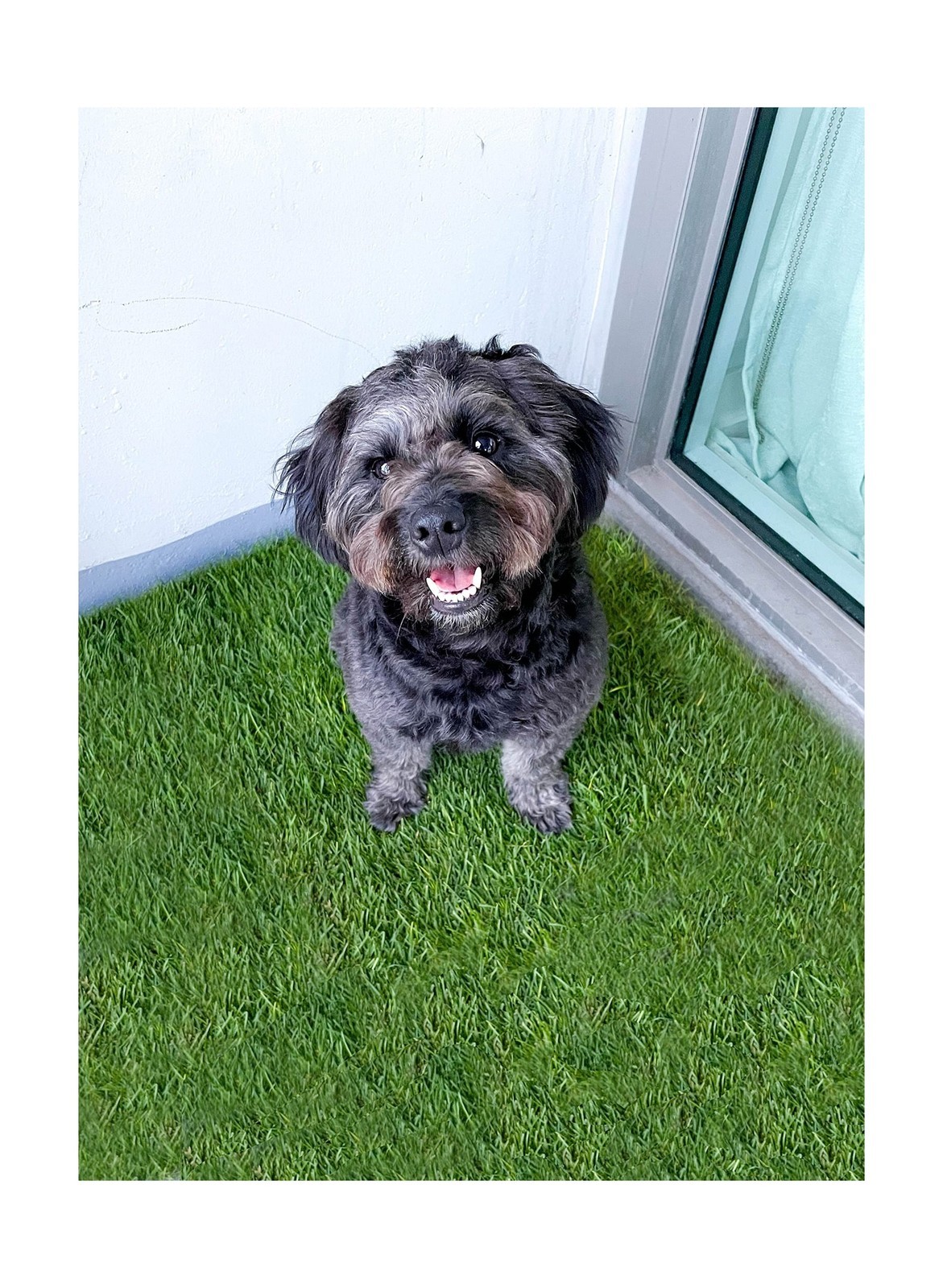 DoggieLawn Dog Potty – Real Grass – XLarge 24×48 inches XL Real Grass