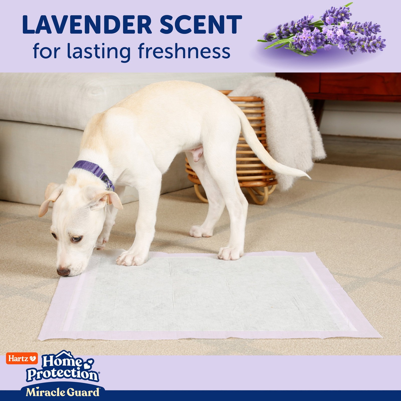 Hartz Miracle Guard Dog and Puppy Pads Max Absorbency 24 Hour Use Odor