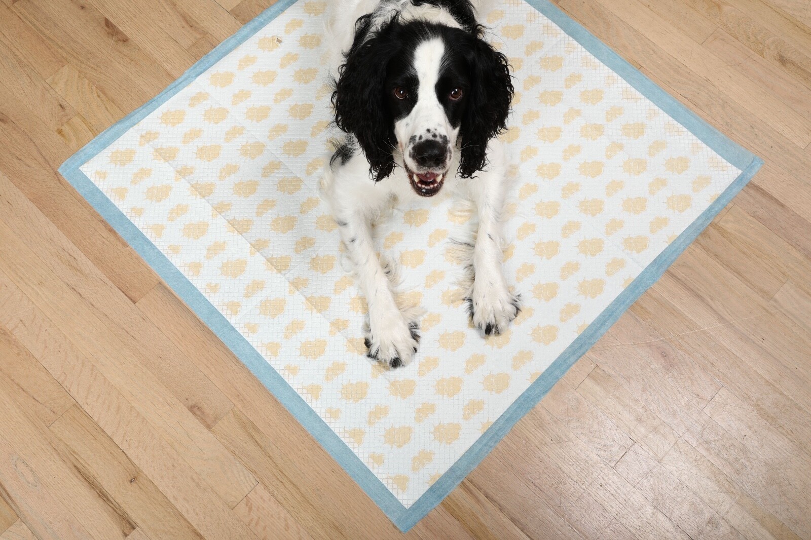 PetsWorld 36×36 Inch Health Monitoring Dog Pee Pads – 25 Count |Color-Changing