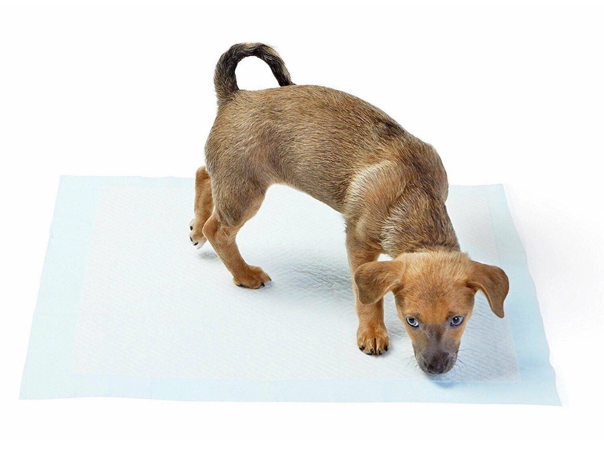 50 Pack 28″x 34″ EXTRA LARGE Dog Puppy Training Pee Pads NEW + FAST SHIPPING