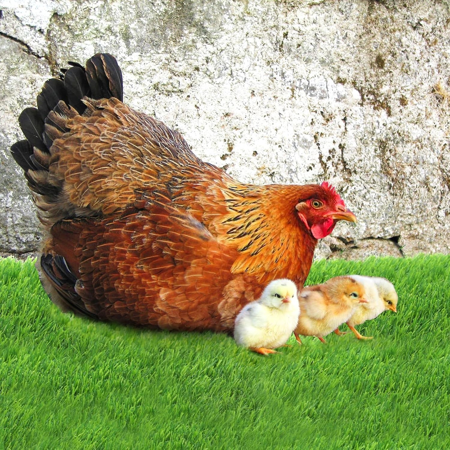8 Pack Chicken Nesting Pads with Veggie Feeder, 12×12 Washable Artificial Gra…