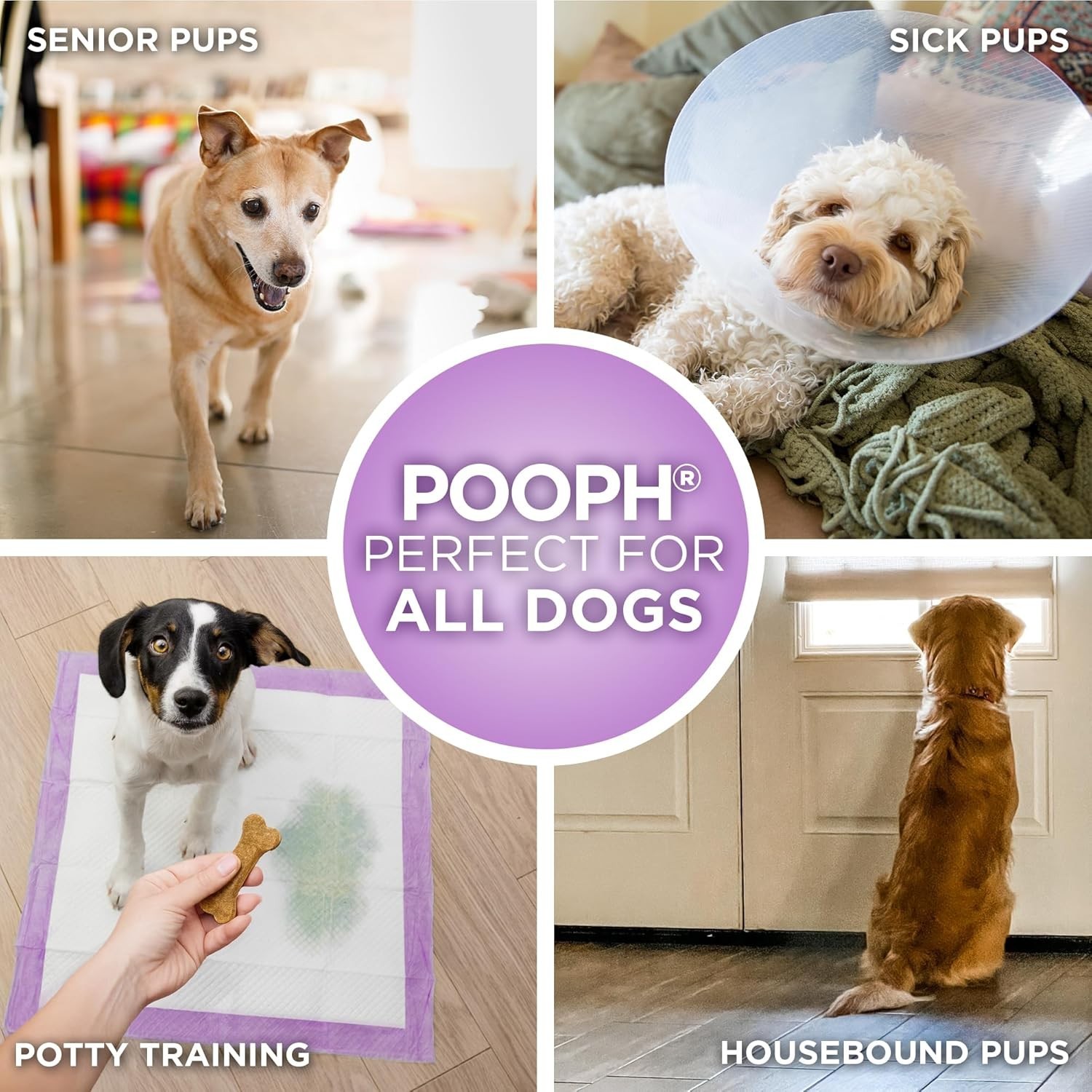 50 Count Extra Large 24×24 Dog Pee Pads with Odor Control & Leak-Proof Design