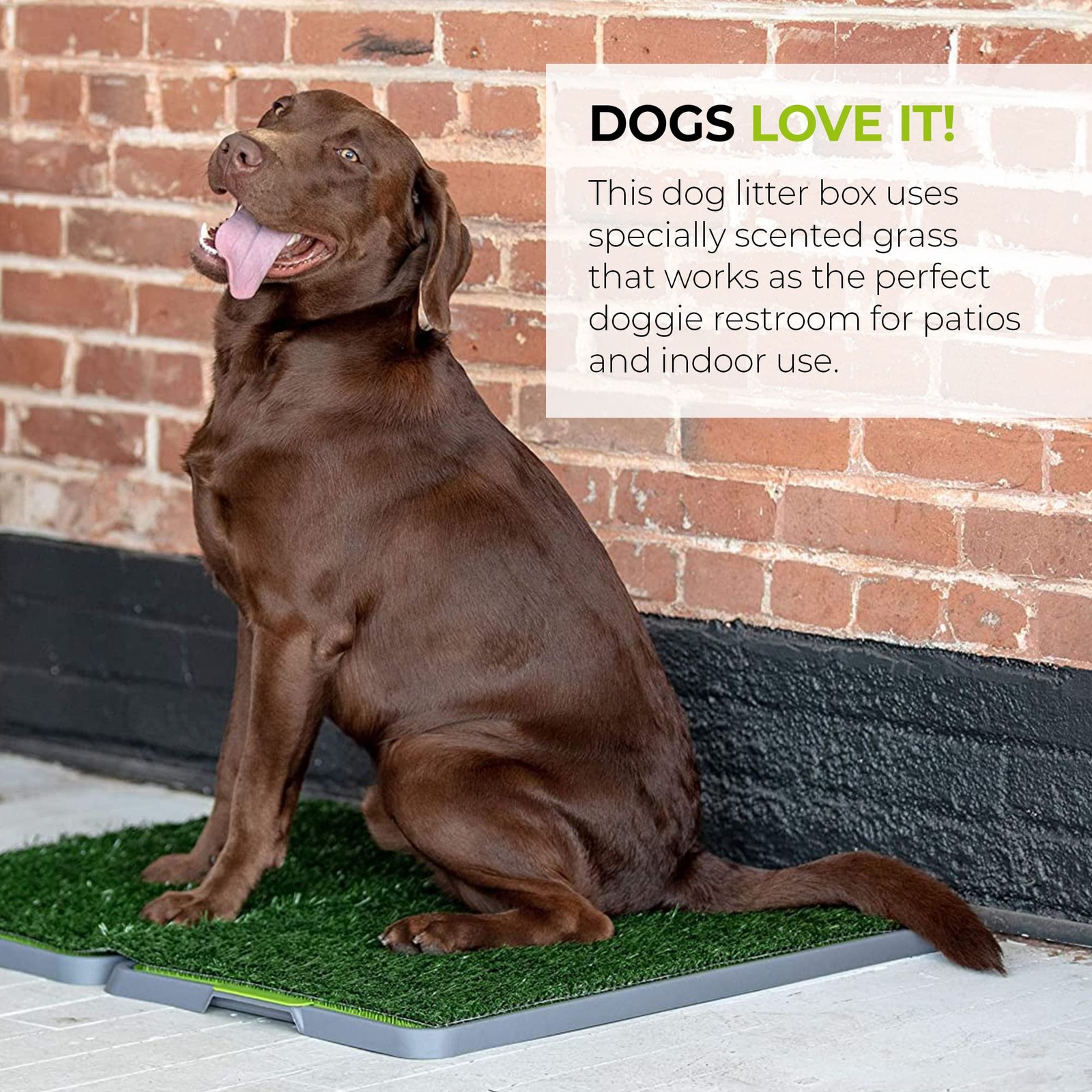 Dog Grass Pad Fake Grass for Dogs to Pee on, Indoor Dog Potty for Dogs Over 1…