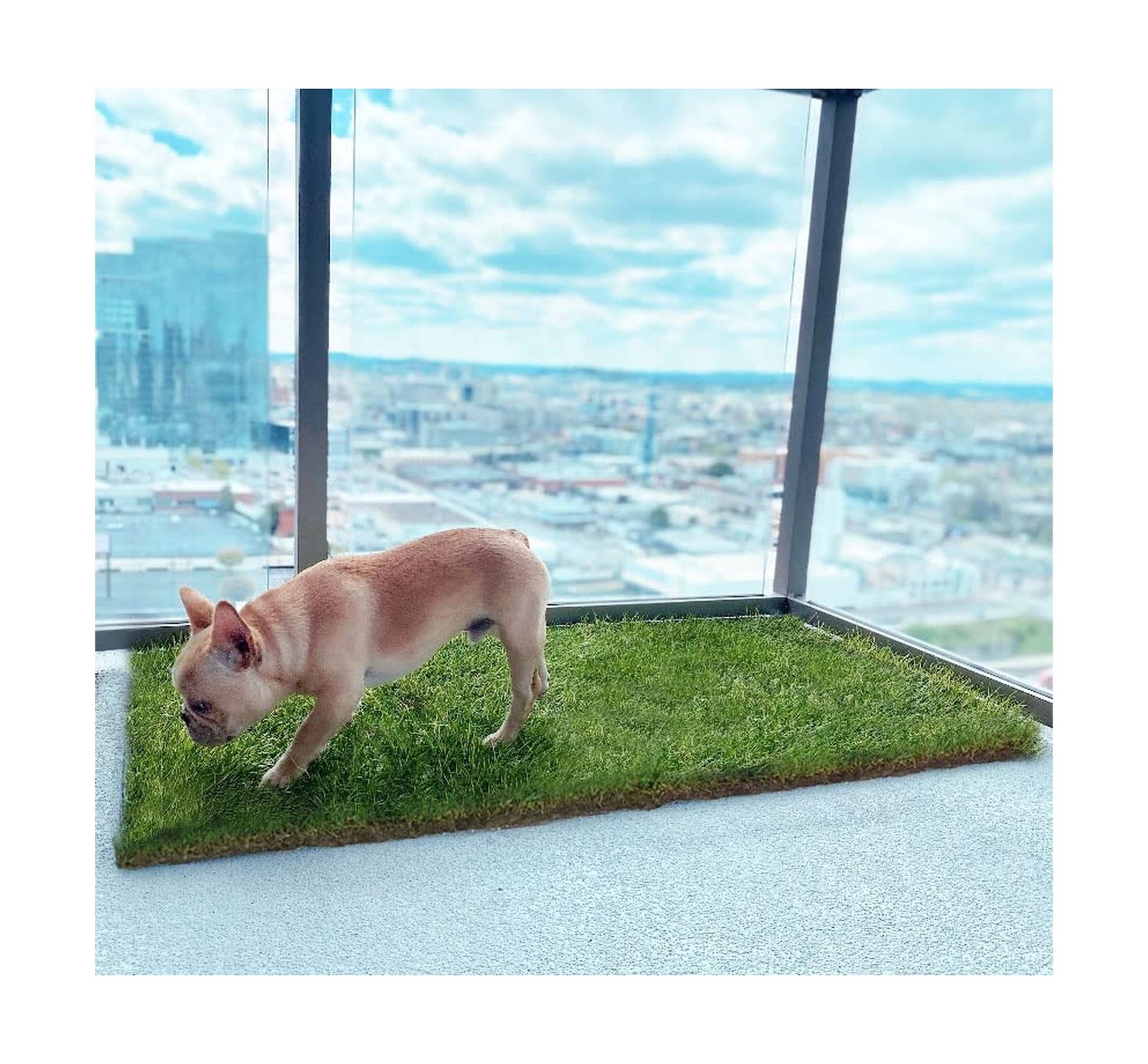 DoggieLawn Dog Potty – Real Grass – XLarge 24×48 inches XL Real Grass