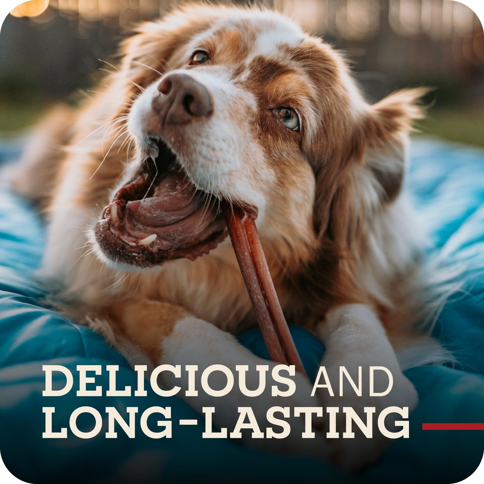 Redbarn Odor Free 7″ Braided Bully Sticks for Dogs 1-Count 1 Count (Pack of 1)