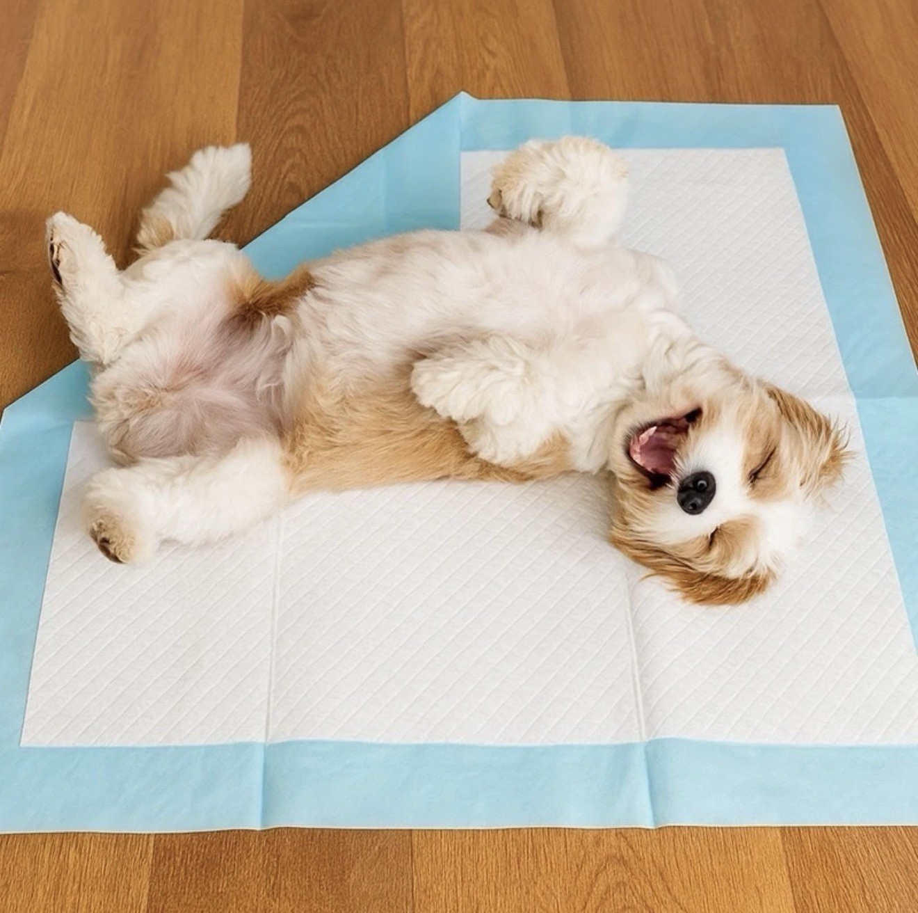 X9 Pet Training Pads Ultra-Absorbent Blue Pee Pads 22In*22In 50ct