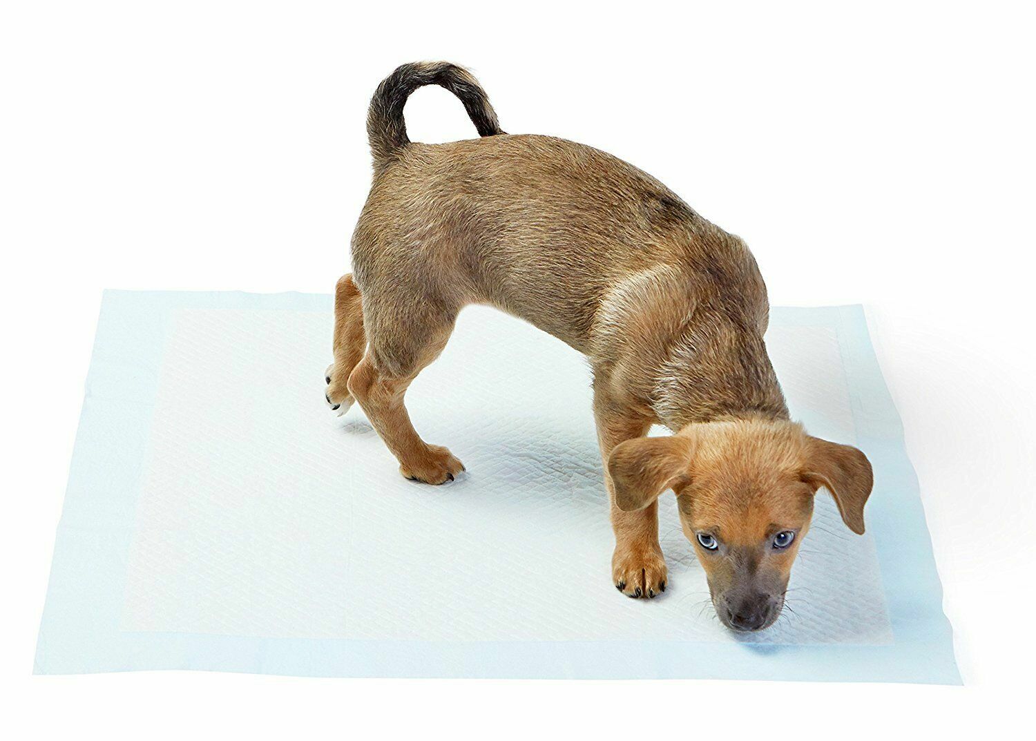 120 ULTRA HEAVY 23×36 DOG PUPPY PET HOUSEBREAKING PADS MADE IN THE USA