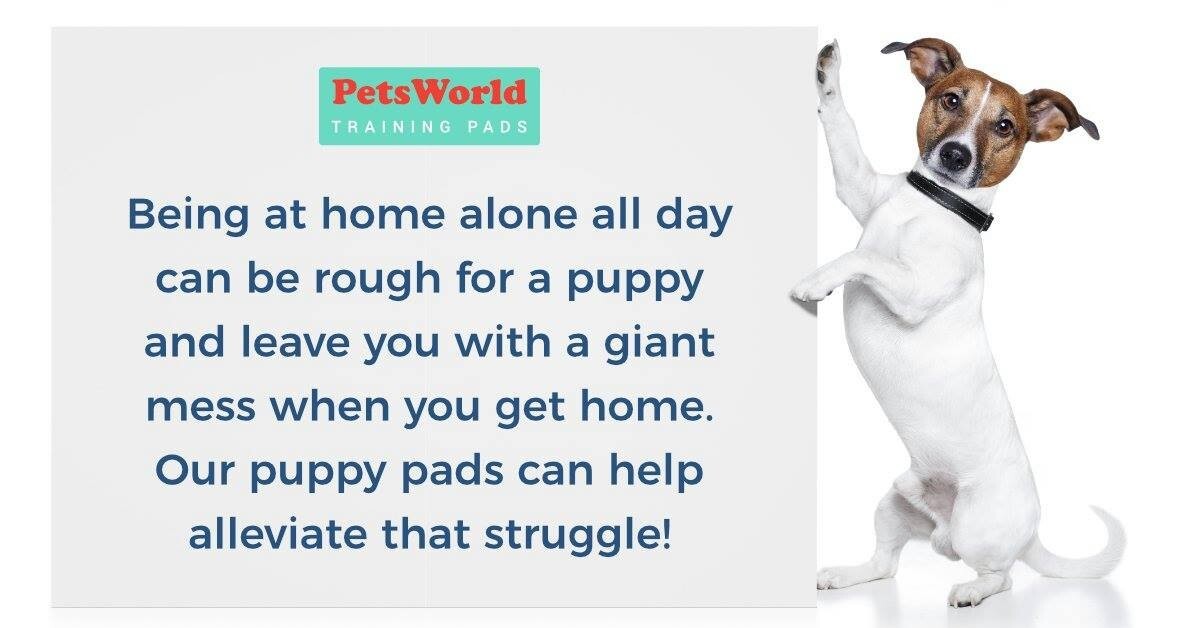 Gigantic Dog Training & Potty Pads (36×36 inch) 150 Ct
