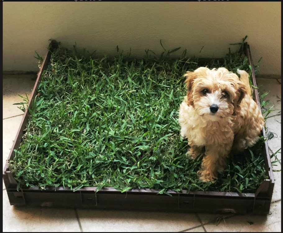 1pc Pee Pads for Dogs 15×24 inches 100% Real Premium Natural Grass Pee Pad