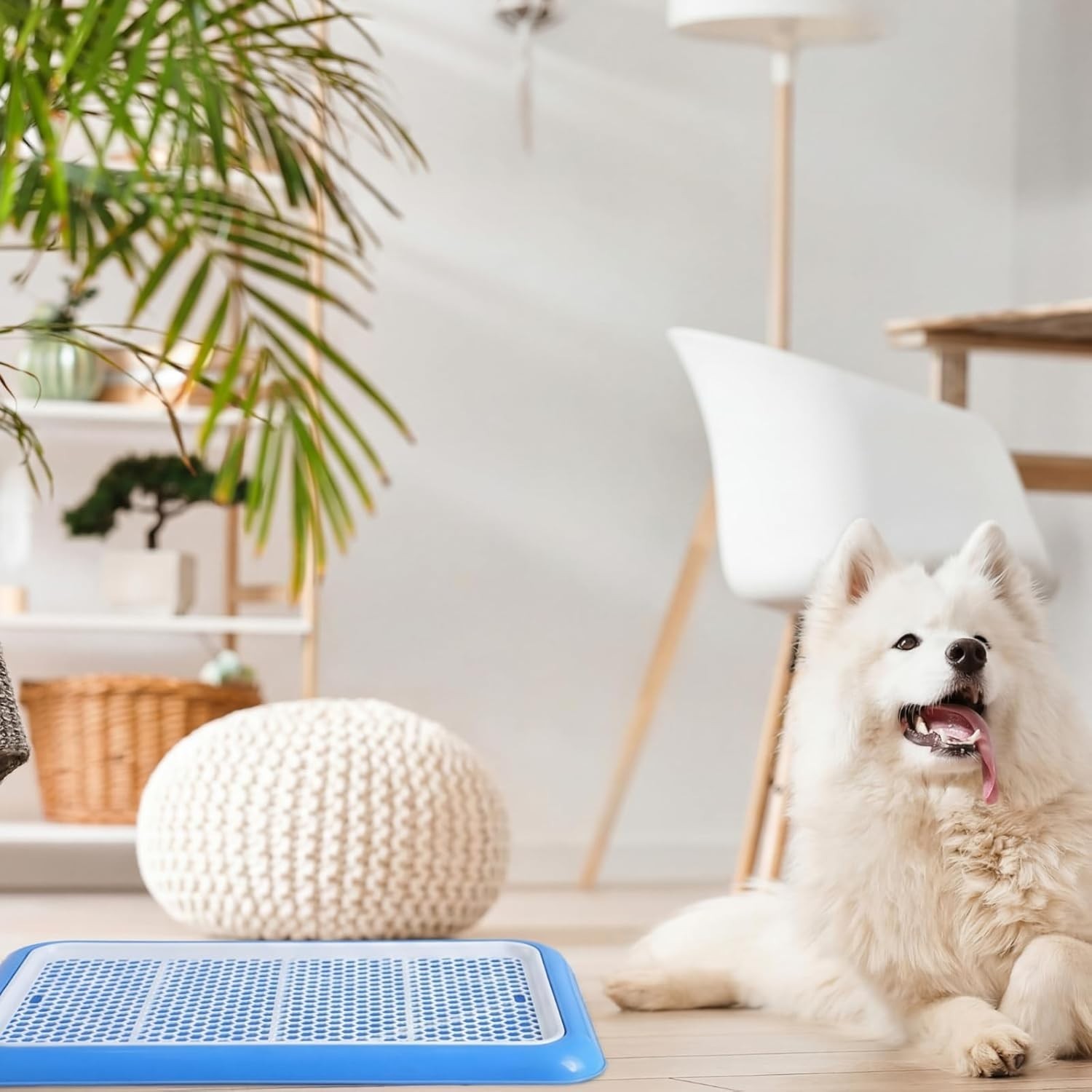 Portable Dog Toilet Training Tray for Medium & Large Dogs – 19.7 x 14.2 Inch