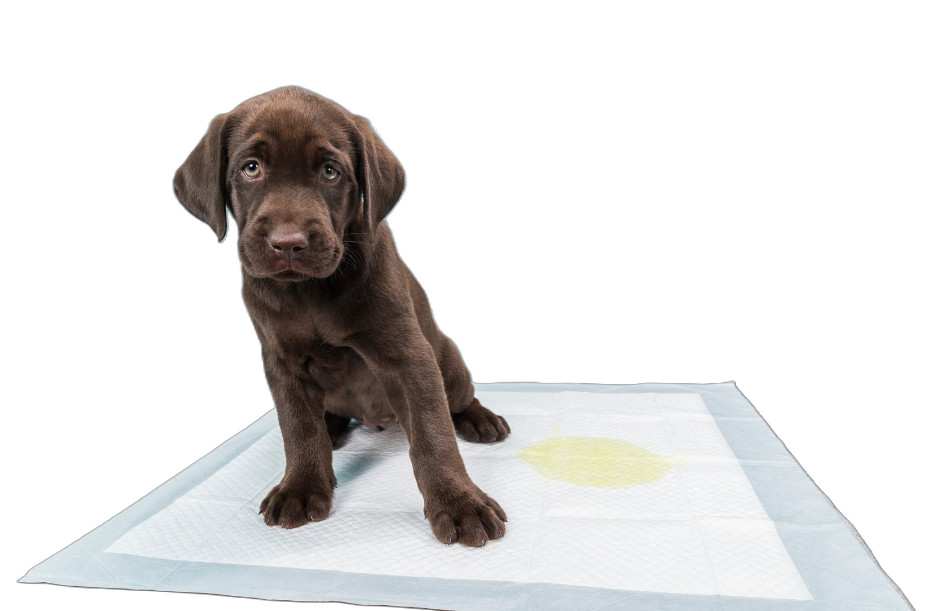 600 17×24″ Heavyweight Deluxe Puppy Pads Extra Absorbent 4-Layers Money Saver