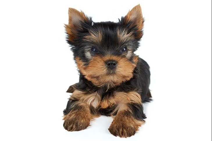 300-17X24 CHEAP-Lightweight Puppy Training Pads/Under Pads 3-Ply Puppy dog Pads
