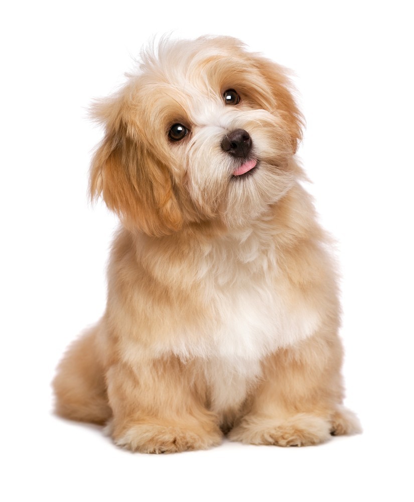 150ct XL 23×36″ CHEAP Puppy Pads Lightweight 3-Ply Puppy Pads/Under Pads