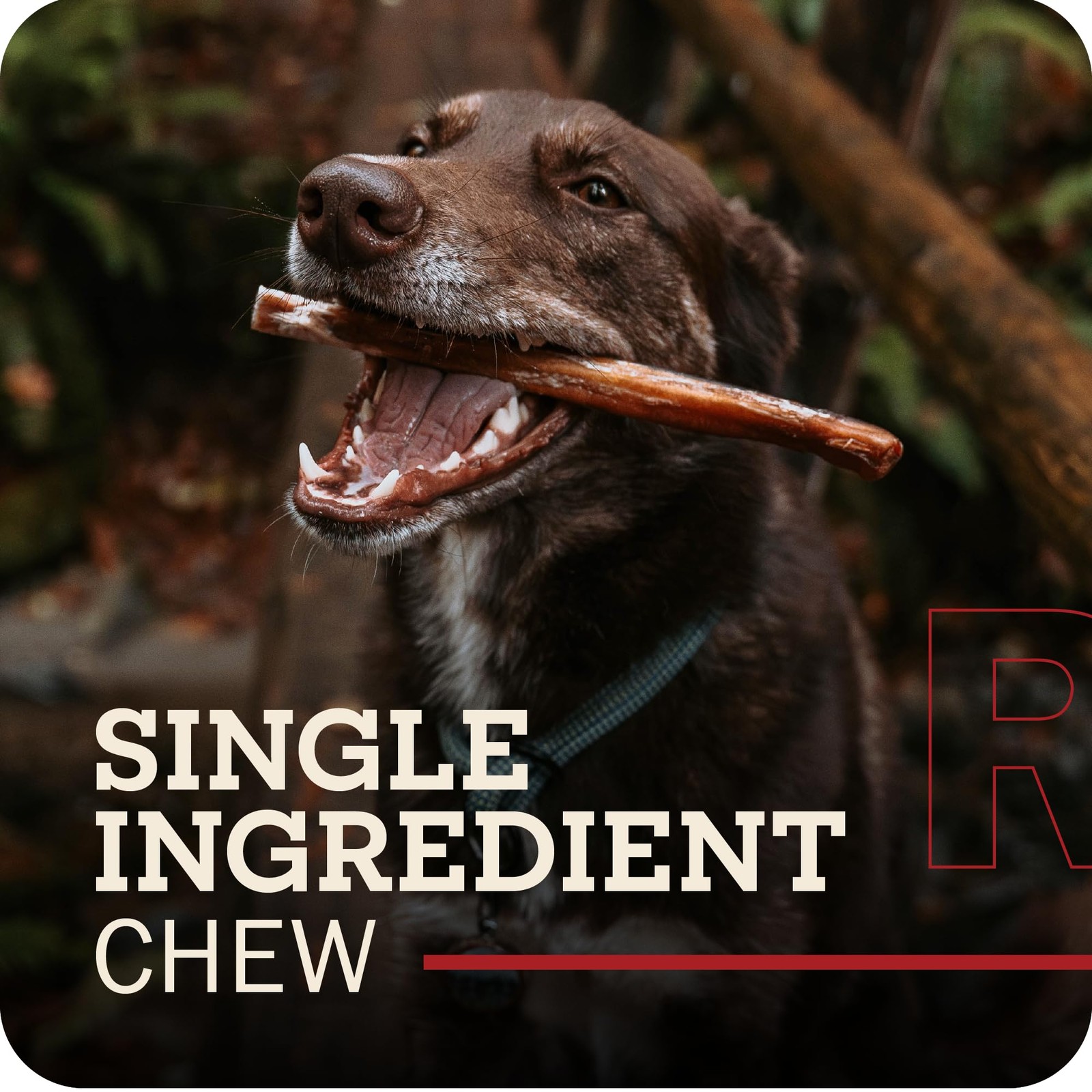 Redbarn Odor Free 7″ Braided Bully Sticks for Dogs 1-Count 1 Count (Pack of 1)