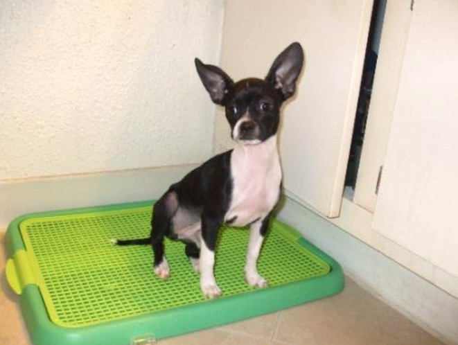 Alpha Dog Series – Indoor Puppy Potty Training Toilet Trays