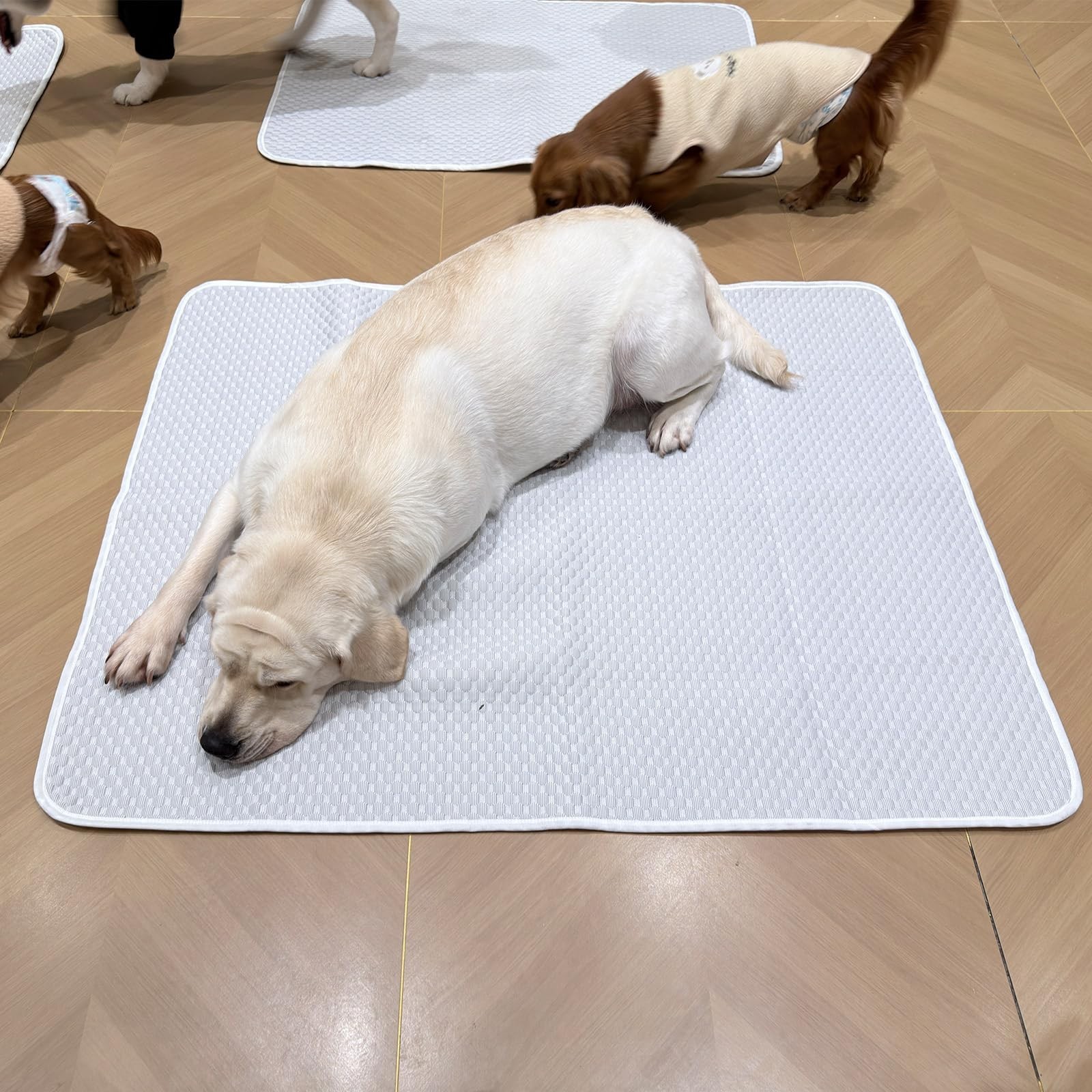 Dog Cooling Mat 46″x36″ Extra Large for Big Dogs, L | Chew-Resistant, Non-Sli…