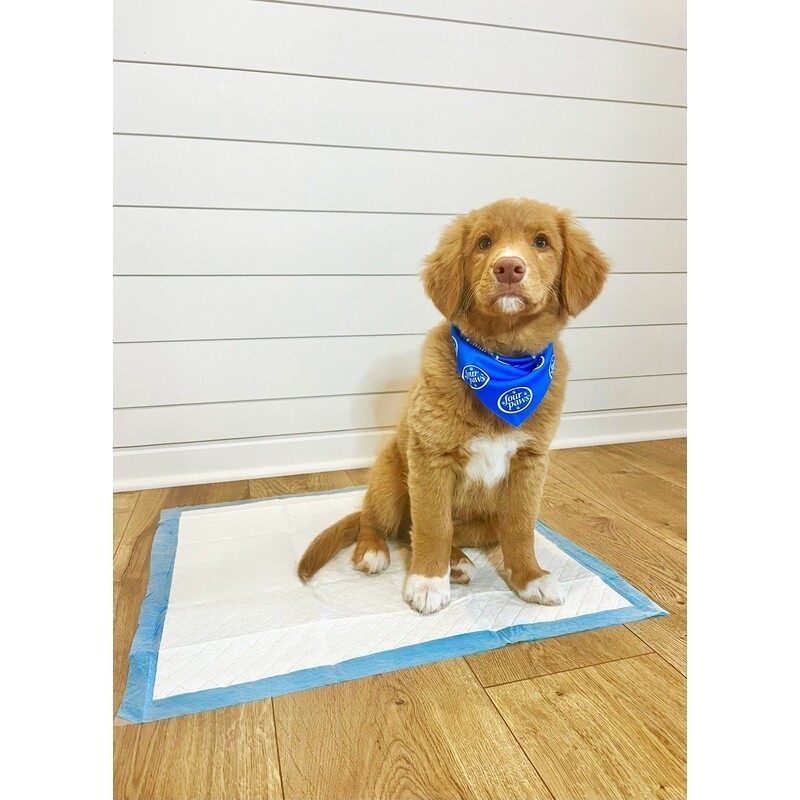 Puppy Training Pads Febreze Fresh Scent Odor Control Dog Potty Pads 100 Ct New