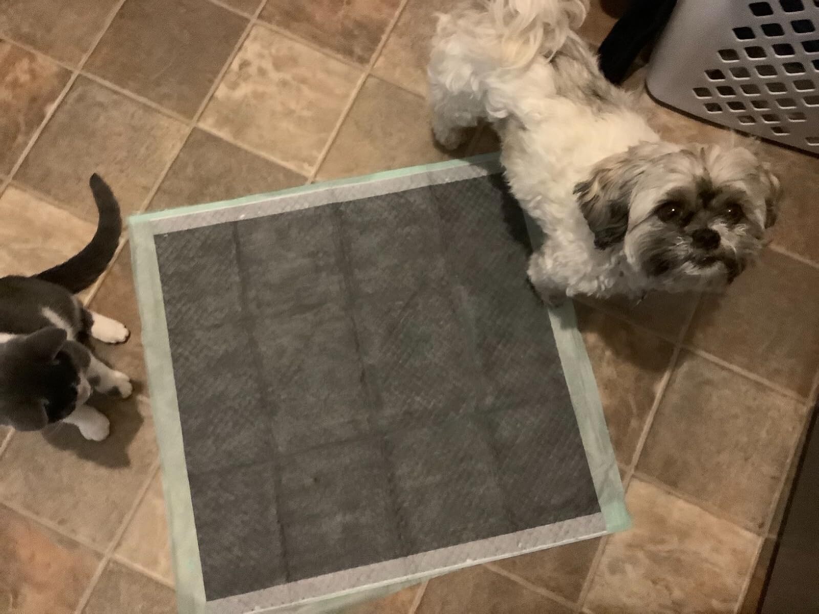 100Ct All-Absorb Puppy Training Pads 22×23″ Ultra Absorbent and Odor Eliminating