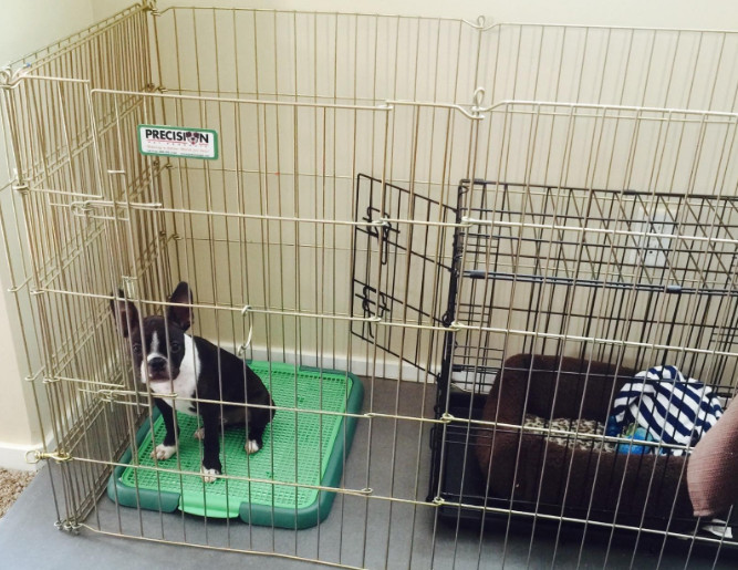 Alpha Dog Series – Indoor Puppy Potty Training Toilet Trays