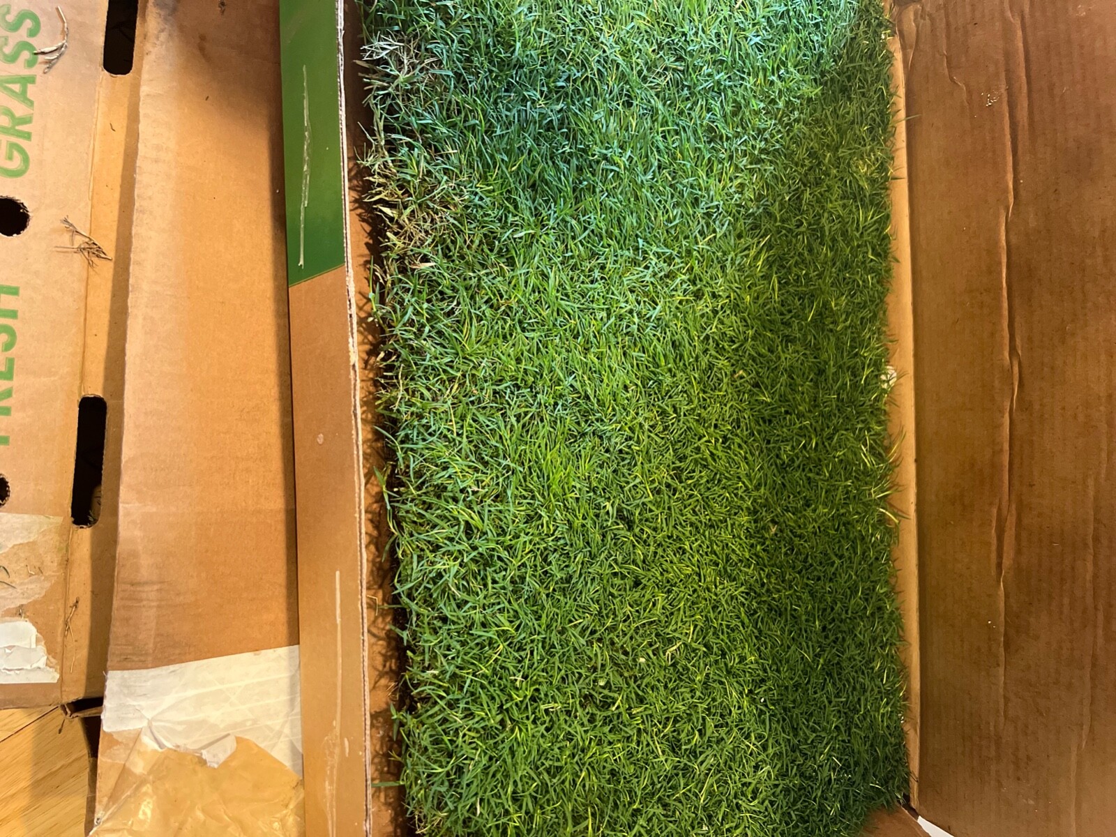 2 pack of Gotta go grass- brand new . Perfect for an apartment !