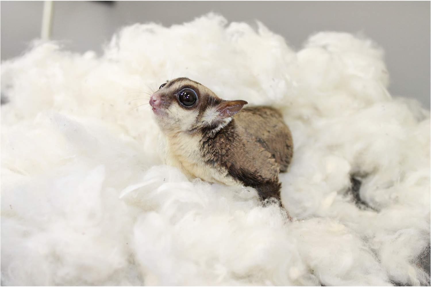 Exotic Nutrition All-Natural Nesting Material (1.5 oz.) – 100% Cotton 1.5 oz.